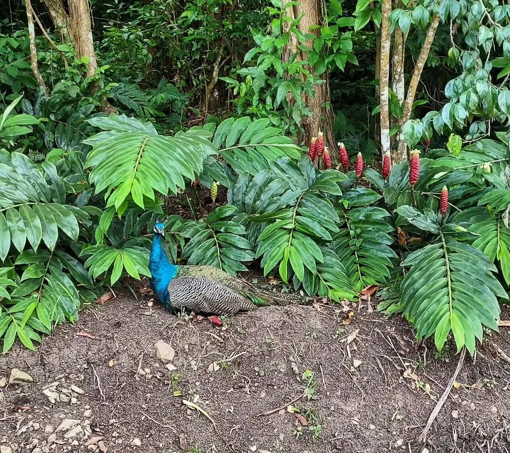 Tierra Adentro Bed And Breakfast Naguabo